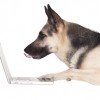 online appointment dog