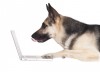 online appointment dog